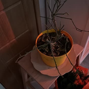 Es Plante Şikayetim Var Paramı Geri İstiyorum