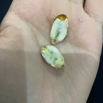 Maksul Esenyurt Şubesi Kurt Vakası