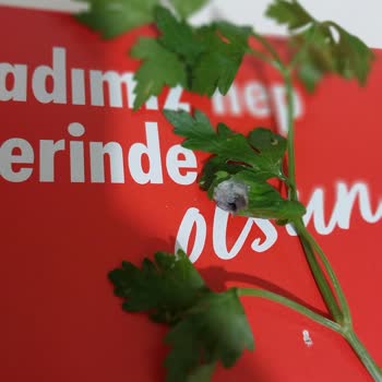 Komagene Hijyenli Ürün Olması