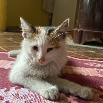 EyüpSultan Belediyesi Kemerburgaz Veteriner Kliniğine Can Emanet Edilmez!