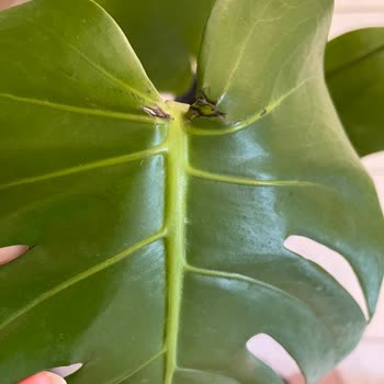 Bi Kaktüs Dünyası Online Alışverişte Beklentilerin Karşılanmaması Üzerine