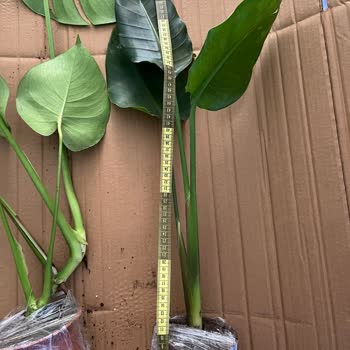 Bi Kaktüs Dünyası Online Alışverişte Beklentilerin Karşılanmaması Üzerine