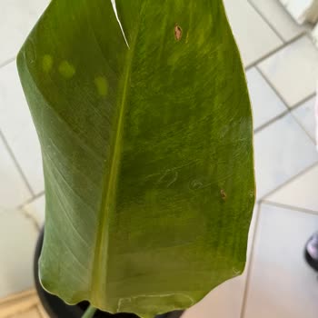 Bi Kaktüs Dünyası Online Alışverişte Beklentilerin Karşılanmaması Üzerine