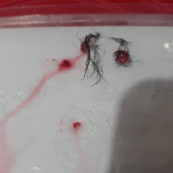 File Market Dondurulmuş Meyvede Şaşırtan Bulgu!