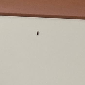 Ataşehir Belediyesi Rögarlardan Gelen Küçük Sinekler
