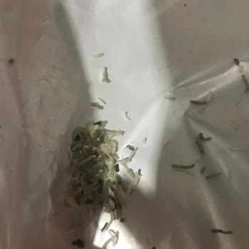 Superfresh Küflü Ve Kokmuş Künefe