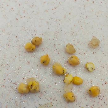 Ali Pehlivanoğlu Marketten Aldığım Nohutta Hayal Kırıklığı!