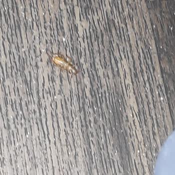 Pamukkale Turizm Pis Kirli Otobüs Rahatsız Koltuk