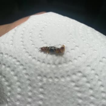 Güzde Turşudan Ölü Böcek Çıktı!