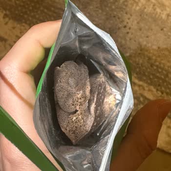 Patiswiss Küflenmiş Çikolata (pistachio Rocher)