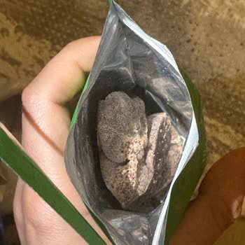 Patiswiss Küflenmiş Çikolata (pistachio Rocher)