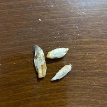 Gold Harvest Kuruyemiş Market Alışverişinde Yaşanan Kalite Sorunu