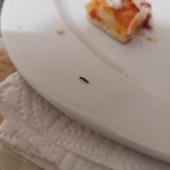 Nimet Gıda Pizza İçerisinden Böcek Çıkması Şikayeti