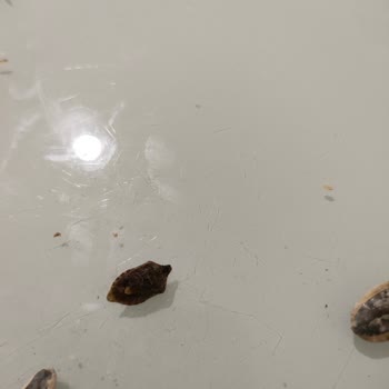 Bediş Kuruyemişleri Paketli Üründe Hijyen Problemi