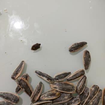 Bediş Kuruyemişleri Paketli Üründe Hijyen Problemi