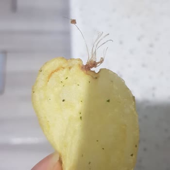 Lays Cipsine Yapışmış Ne Olduğu Belirsiz Nesne