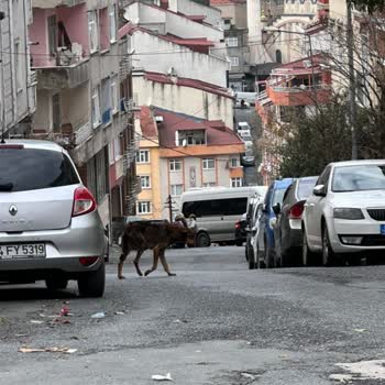 Gaziosmanpaşa Belediyesi Saldıran Sokak Köpekleri