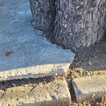 İBB - İstanbul Büyükşehir Belediyesi Mezarımıza Zarar Veren Çam Ağacı