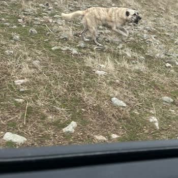 ABB - Ankara Büyükşehir Belediyesi Köpek Kulübeleri Ve Fareler Hk.