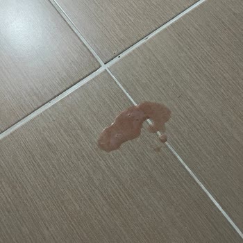 Pet Gross(petgross.com.tr) Royal Canin Sahte Mama (kedim Kan Kustu)