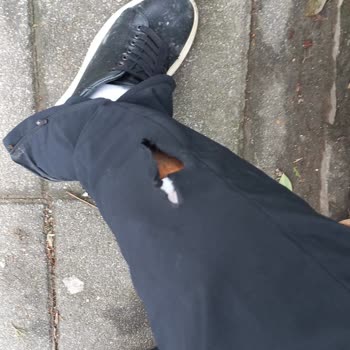 İBB - İstanbul Büyükşehir Belediyesi Validebağ Korusu Başıboş Köpek Saldırısı