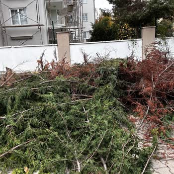 Edremit Belediyesi Ağaç Kesimi Şahindere Mahallesi
