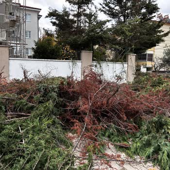 Edremit Belediyesi Ağaç Kesimi Şahindere Mahallesi