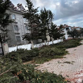 Edremit Belediyesi Ağaç Kesimi Şahindere Mahallesi