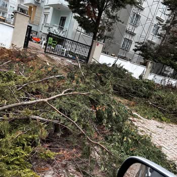 Edremit Belediyesi Ağaç Kesimi Şahindere Mahallesi