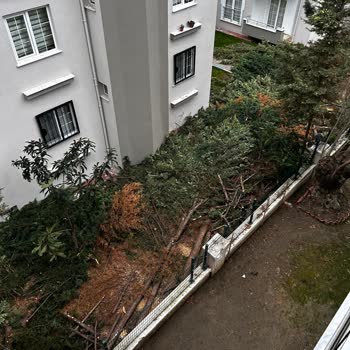 Edremit Belediyesi Ağaç Kesimi Şahindere Mahallesi
