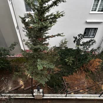 Edremit Belediyesi Ağaç Kesimi Şahindere Mahallesi