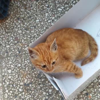 Kartal Belediyesi Yaşayan Kediyi Öldürüyorlar