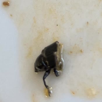 Sardunya Hazır Yemek Sardunya Yemekten Böcek Çıktı.