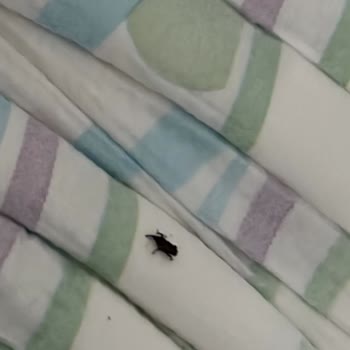 Böcek Çıkan Molfix Bebek Bezi!