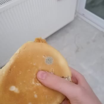 KFC' Nin Küflü Hamburger Ekmeği