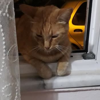 Vetmedica Kedime Ne Yaptınız...?