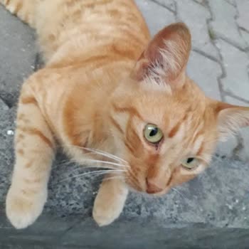 Vetmedica Kedime Ne Yaptınız...?