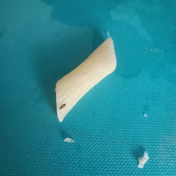 BİM Makarna Paketinde Beklenmedik Misafir