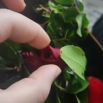 Çiçek Sepeti Görükle Kusurlu Ürün