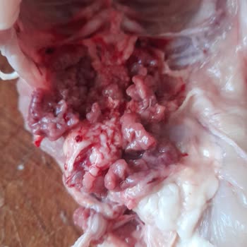 Lezita Temizlik Ve Hijyen