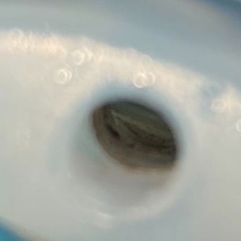 Contigo Gizmo Suluk Yosun Küf Problemi