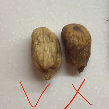 Germencik Organik Beklentimi Karşılamayan Dağ İnciri Hayal Kırıklığı