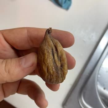 Germencik Organik Beklentimi Karşılamayan Dağ İnciri Hayal Kırıklığı