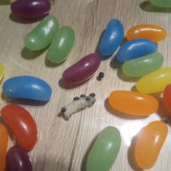 Haribo Çoklu Pakette Beklenmedik Misafir: Marketten Alınan Jelibonun İçinden Çıkan Sürpriz