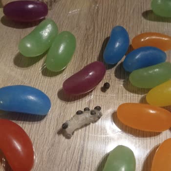 Haribo Çoklu Pakette Beklenmedik Misafir: Marketten Alınan Jelibonun İçinden Çıkan Sürpriz