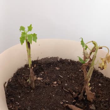 Çiçek Sepeti Müşteri Umursamazlığı