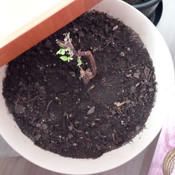 Çiçek Sepeti Müşteri Umursamazlığı