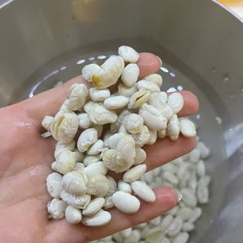 Hasata Derin Kuyu Fasülye