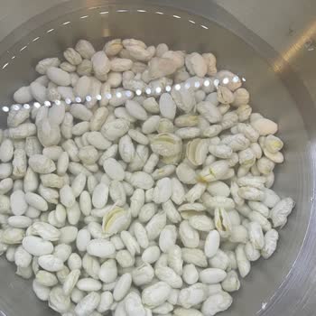 Hasata Derin Kuyu Fasülye