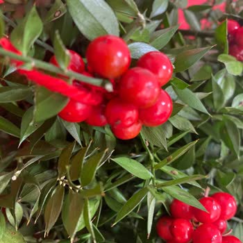 Kötüsün Çiçek Sepeti. Çok Kötü